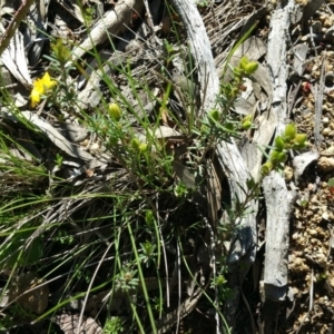 Hibbertia sp. at Stromlo, ACT - 19 Sep 2016