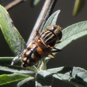 Eristalinus punctulatus at Conder, ACT - 6 Feb 2015