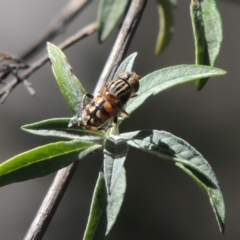 Eristalinus punctulatus at Conder, ACT - 6 Feb 2015