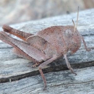 Goniaea australasiae at Tennent, ACT - 31 Dec 2014 07:33 PM