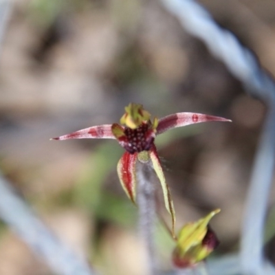 Caladenia actensis (Canberra Spider Orchid) at Canberra Central, ACT - 19 Sep 2016 by petersan