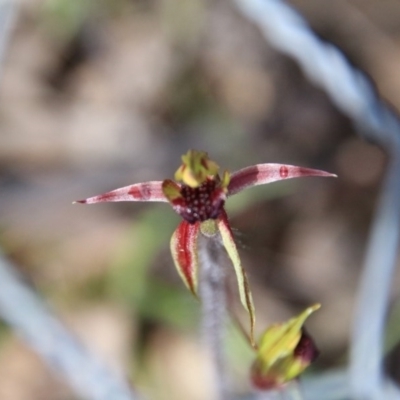 Caladenia actensis (Canberra Spider Orchid) by petersan