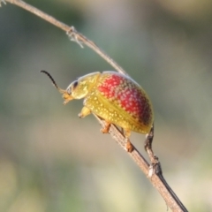 Paropsisterna fastidiosa (Eucalyptus leaf beetle) at Paddys River, ACT - 15 Oct 2015 by MichaelBedingfield