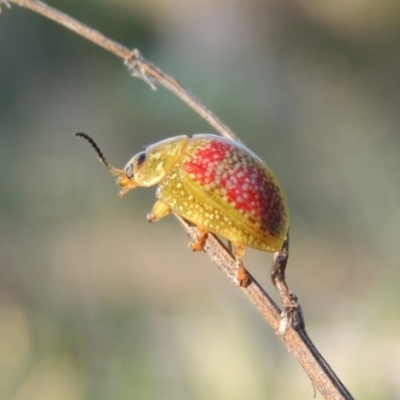 Paropsisterna fastidiosa (Eucalyptus leaf beetle) at Paddys River, ACT - 15 Oct 2015 by MichaelBedingfield