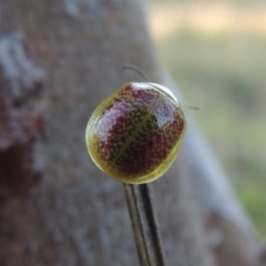 Paropsisterna fastidiosa at Paddys River, ACT - 15 Oct 2015 06:39 PM