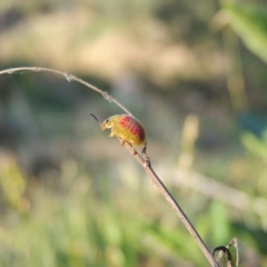 Paropsisterna fastidiosa at Paddys River, ACT - 15 Oct 2015 06:39 PM