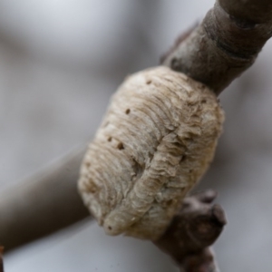 Mantidae - egg case (family) at Murrumbateman, NSW - 20 Sep 2016 05:24 PM