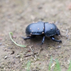 Geotrupes spiniger (Dor beetle) at Murrumbateman, NSW - 20 Sep 2016 by SallyandPeter