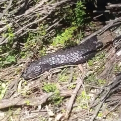 Tiliqua rugosa (Shingleback Lizard) at Majura, ACT - 19 Sep 2016 by DerekC