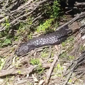 Tiliqua rugosa at Majura, ACT - 19 Sep 2016 01:37 PM