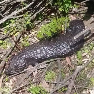 Tiliqua rugosa at Majura, ACT - 19 Sep 2016 01:37 PM