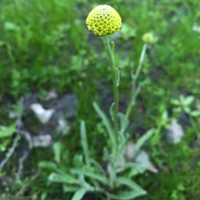 Craspedia variabilis (Common Billy Buttons) - 1 Jan 1900 by AaronClausen