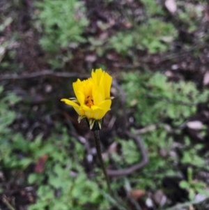 Microseris walteri at Majura, ACT - 20 Sep 2016 06:20 PM