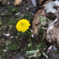 Craspedia sp. (Billy Buttons) at Majura, ACT - 20 Sep 2016 by AaronClausen