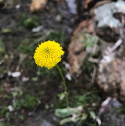 Craspedia sp. (Billy Buttons) at Majura, ACT - 20 Sep 2016 by AaronClausen