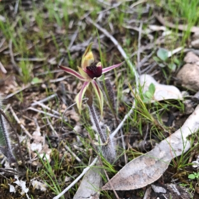 Caladenia actensis (Canberra Spider Orchid) at Majura, ACT by AaronClausen