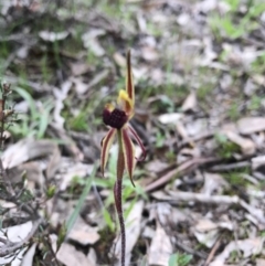 Caladenia actensis at suppressed - suppressed
