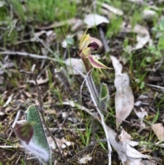 Caladenia actensis at suppressed - suppressed
