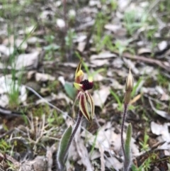 Caladenia actensis at suppressed - suppressed