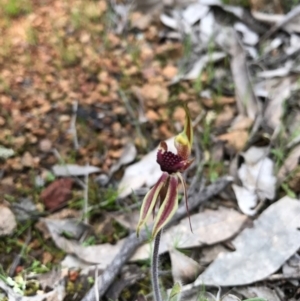 Caladenia actensis at suppressed - suppressed