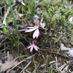 Caladenia fuscata (Dusky Fingers) at Majura, ACT - 20 Sep 2016 by AaronClausen