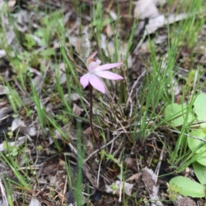 Caladenia fuscata at Majura, ACT - suppressed