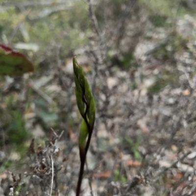 Diuris pardina (Leopard Doubletail) at Majura, ACT - 20 Sep 2016 by AaronClausen