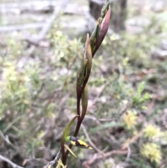 Diuris pardina at Majura, ACT - suppressed