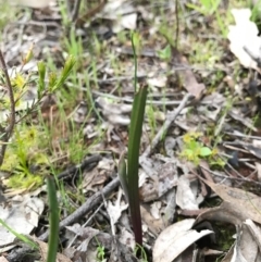 Thelymitra sp. (A Sun Orchid) at Majura, ACT - 20 Sep 2016 by AaronClausen