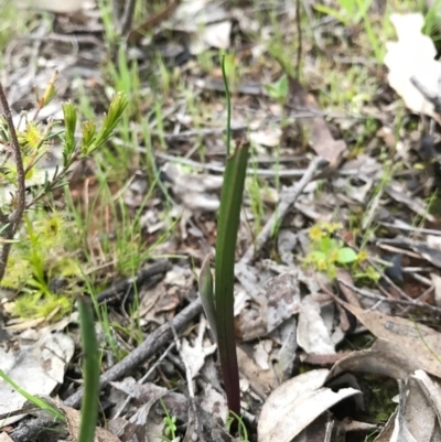 Thelymitra sp. (A Sun Orchid) at Majura, ACT - 20 Sep 2016 by AaronClausen