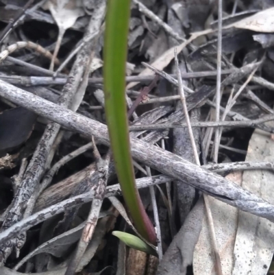 Calochilus sp. at Mount Majura - 20 Sep 2016 by DerekC