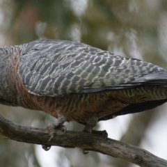 Callocephalon fimbriatum (Gang-gang Cockatoo) at Garran, ACT - 19 Sep 2016 by roymcd