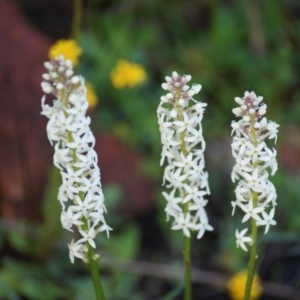 Stackhousia monogyna at Deakin, ACT - 19 Sep 2016