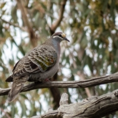 Phaps chalcoptera (Common Bronzewing) at Mulligans Flat - 20 Sep 2016 by CedricBear