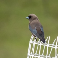 Artamus cyanopterus cyanopterus (Dusky Woodswallow) at Mulligans Flat - 20 Sep 2016 by CedricBear