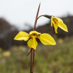 Diuris chryseopsis at Sutton, NSW - suppressed