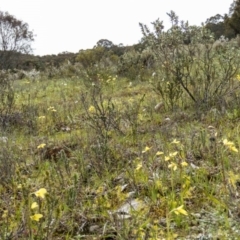 Diuris chryseopsis at Sutton, NSW - suppressed