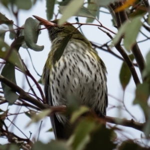 Oriolus sagittatus at Gungahlin, ACT - 20 Sep 2016