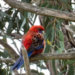 Platycercus elegans at Forde, ACT - 20 Sep 2016 01:48 PM