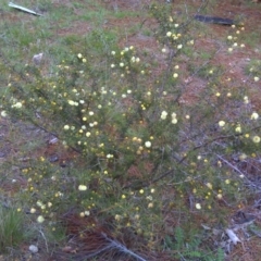 Acacia ulicifolia (Prickly Moses) at Isaacs, ACT - 20 Sep 2016 by Mike