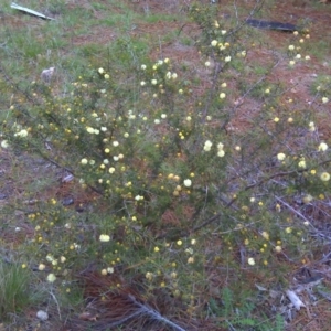 Acacia ulicifolia at Isaacs, ACT - 20 Sep 2016