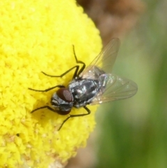 Musca vetustissima (Bush Fly) at Macarthur, ACT - 27 Oct 2013 by Mike