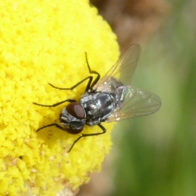 Musca vetustissima (Bush Fly) at Wanniassa Hill - 27 Oct 2013 by Mike