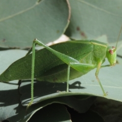 Caedicia simplex (Common Garden Katydid) at Conder, ACT - 24 Apr 2014 by MichaelBedingfield