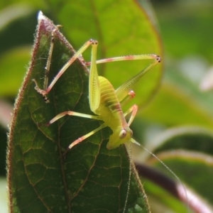 Caedicia simplex at Conder, ACT - 5 Mar 2015