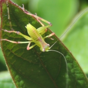 Caedicia simplex at Conder, ACT - 5 Mar 2015 01:44 PM