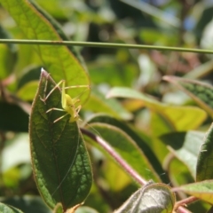 Caedicia simplex at Conder, ACT - 5 Mar 2015 01:44 PM