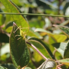 Caedicia simplex at Conder, ACT - 5 Mar 2015