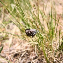 Synemon plana (Golden Sun Moth) at Bass Gardens Park, Griffith - 30 Dec 2010 by Ratcliffe