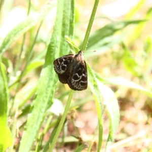 Synemon plana at Griffith, ACT - 30 Dec 2010